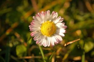 prästkragar på en äng. vita rosa blommor på den gröna ängen. blommor foto