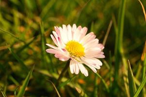 prästkragar på en äng. vita rosa blommor på den gröna ängen. blommor foto