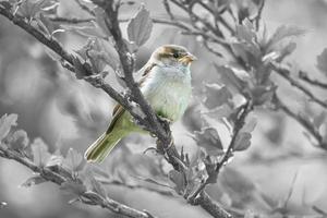 sparv i svart vitt sitter på en gren i busken med gröna löv på sommaren foto