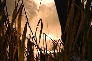 gryning en soluppgång på floden med dimma och varm ljus atmosfär. landskapsbild foto