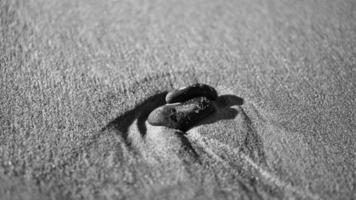 hjärtformad sten i sanden på stranden vid Östersjön svart och vitt. foto
