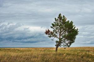 landskap skott över sanddynerna i höst med ensamma träd. foto