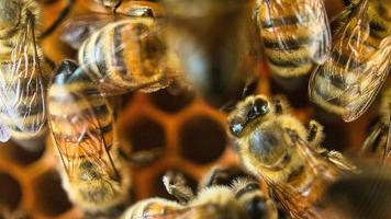 honungsbin på jobbet i kupan. detaljerad makrobild av insekter. bin samlar pollen foto