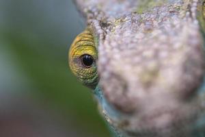 kameleont på en gren med ögonkontakt med betraktaren. gröna, gula röda fjäll foto