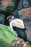 gam porträtt. färgglada fjäderdräkt av gamar. stor fågel. tagen i en park. djur- foto