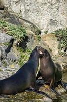 havssälar som leker i Berlins zoo foto