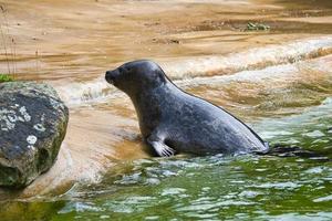 sälar simmar i vattnet. närbild av däggdjuret. hotade arter i Tyskland foto