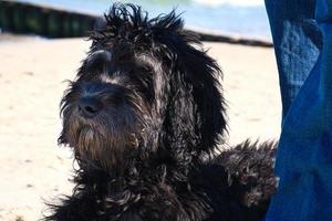 goldendoodle på Östersjön liggande i sanden på havet. svart och brun. foto