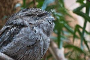 en liten kautz på en trädstam. stängda ögon och sova. djurfoto uggla fågel. foto