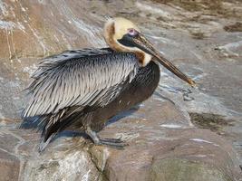 pelikan inspelad på en sten. stor sjöfågel med rikt strukturerad fjäderdräkt. foto