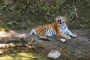 sibirisk tiger gäspar liggande avslappnad på en äng. kraftfull rovkatt. foto