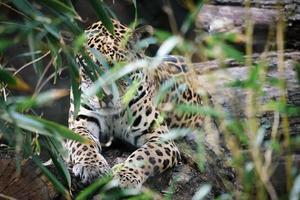 jaguar liggande bakom gräs. fläckig päls, kamouflerad lurar. den stora katten är ett rovdjur. foto