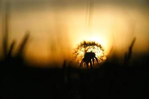 maskros i solnedgången med vacker bokeh. på kvällstid naturskott foto