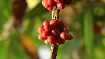 röda kaffekörsbär på grenarna och mogna så de är redo att skördas. kaffefrukt från java island indonesia. foto