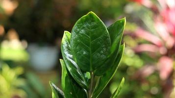 närbild av zamioculcas zamiifolia växt, zanzibar pärla eller smaragd palm. känd som dollarplanta eller zz plant. grön natur bakgrund. foto