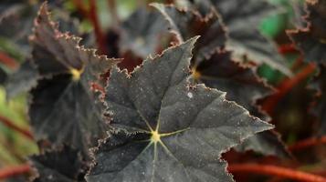 bladen på den röda sammetsbegoniaväxten är unika i form av en mörkröd stjärna. begonia är ett släkte av fleråriga blommande växter i familjen begoniaceae. natur bakgrund. foto