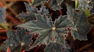 bladen på den röda sammetsbegoniaväxten är unika i form av en mörkröd stjärna. begonia är ett släkte av fleråriga blommande växter i familjen begoniaceae. natur bakgrund. foto