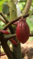 röd kakaoskida på träd i fältet. kakao eller theobroma cacao l. är ett odlat träd i plantager med ursprung från Sydamerika, men odlas nu i olika tropiska områden. java, Indonesien. foto