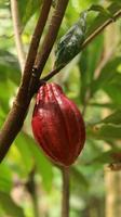 röd kakaoskida på träd i fältet. kakao eller theobroma cacao l. är ett odlat träd i plantager med ursprung från Sydamerika, men odlas nu i olika tropiska områden. java, Indonesien. foto