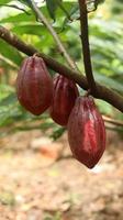 röd kakaoskida på träd i fältet. kakao eller theobroma cacao l. är ett odlat träd i plantager med ursprung från Sydamerika, men odlas nu i olika tropiska områden. java, Indonesien. foto