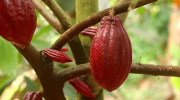 röd kakaoskida på träd i fältet. kakao eller theobroma cacao l. är ett odlat träd i plantager med ursprung från Sydamerika, men odlas nu i olika tropiska områden. java, Indonesien. foto