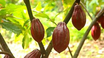 röd kakaoskida på träd i fältet. kakao eller theobroma cacao l. är ett odlat träd i plantager med ursprung från Sydamerika, men odlas nu i olika tropiska områden. java, Indonesien. foto