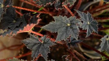 bladen på den röda sammetsbegoniaväxten är unika i form av en mörkröd stjärna. begonia är ett släkte av fleråriga blommande växter i familjen begoniaceae. natur bakgrund. foto