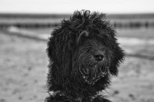 godendoddle i svart och vitt i porträtt på stranden av Östersjön. hundar skjutna foto