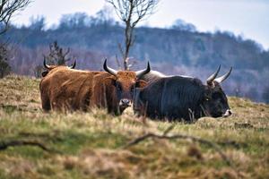 höglandsboskap på en äng. kraftiga horn brun päls. jordbruk och djuruppfödning foto