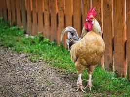 höna på en gård på jakt efter mat. de fritt levande fåglarna skrapar marken efter mat. foto