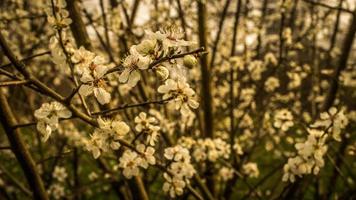 körsbärsblommor på grenarna av ett körsbärsträd. foto