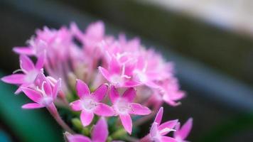 röd blomma med vackra kronblad individuellt avbildade på en blomsteräng. foto