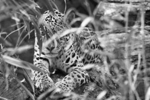 jaguar i svart och vitt, liggande bakom gräs. fläckig päls, kamouflerad lurar. foto