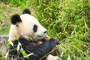 stor panda sitter och äter bambu. Hotade arter. svart och vitt däggdjur foto