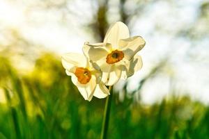 påskklocka, påsklilja på en grön äng. säsongsbetonad blomma med vit blomma. foto