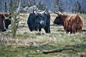 höglandsboskap på en äng. kraftiga horn brun päls. jordbruk och djuruppfödning foto