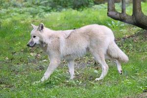 ung vit varg från vargparken werner freund. foto