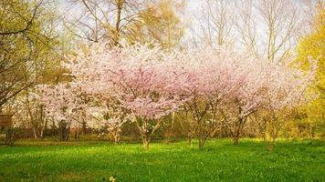 körsbärsblommor i parken i berlin. på våren blommar körsbärsträden foto