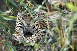 jaguar liggande bakom gräs. fläckig päls, kamouflerad lurar. den stora katten är ett rovdjur. foto