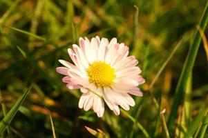 prästkragar på en äng. vita rosa blommor på den gröna ängen. blommor foto