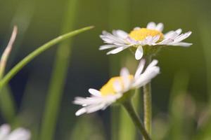 tusensköna med mycket bokeh på en äng. blommor efter varandra i markvy. foto