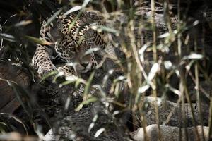 jaguar liggande bakom gräs. fläckig päls, kamouflerad lurar. den stora katten är ett rovdjur. foto