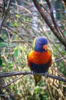 lorikeet även kallad lori för kort, är papegojliknande fåglar i färgglad fjäderdräkt. foto