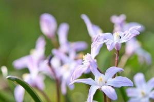 Vanlig stjärnhyacint är tidiga blommor som förebådar våren. blommar vid påsk. foto