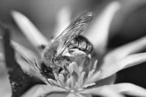 honungsbi i svart och vitt samlar nektar på en gul blomma. upptagna insekter foto