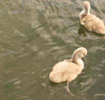 kycklingar knölsvan simmar i vattnet. fluffiga fjädrar av den lilla sjöfågeln foto