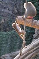 babianer från Berlins zoo foto