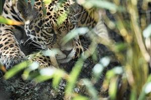 jaguar liggande bakom gräs. fläckig päls, kamouflerad lurar. den stora katten är ett rovdjur. foto