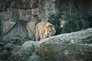 sibirisk tiger. elegant stor katt. utrotningshotade rovdjur. vit, svart, orange randig päls foto