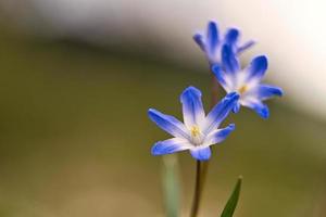 Vanlig stjärnhyacint är tidiga blommor som förebådar våren. blommar vid påsk. foto